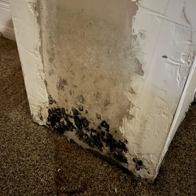 Professional Mold Removal in Portsmouth, VA